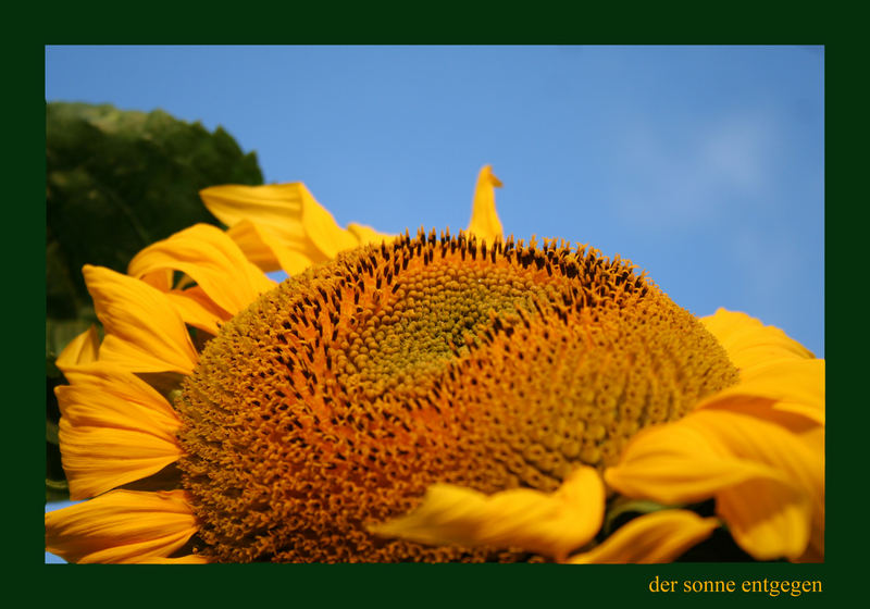 der sonne entgegen