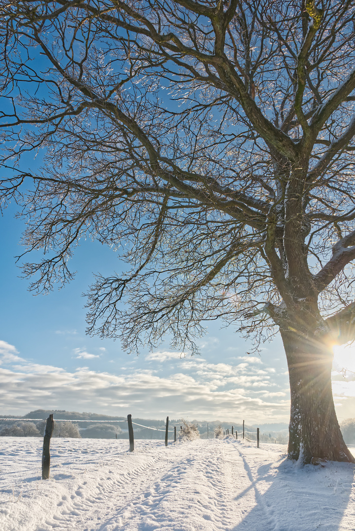 Der Sonne entgegen