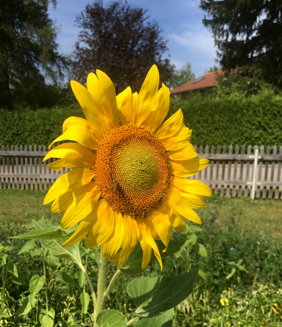 der Sonne entgegen