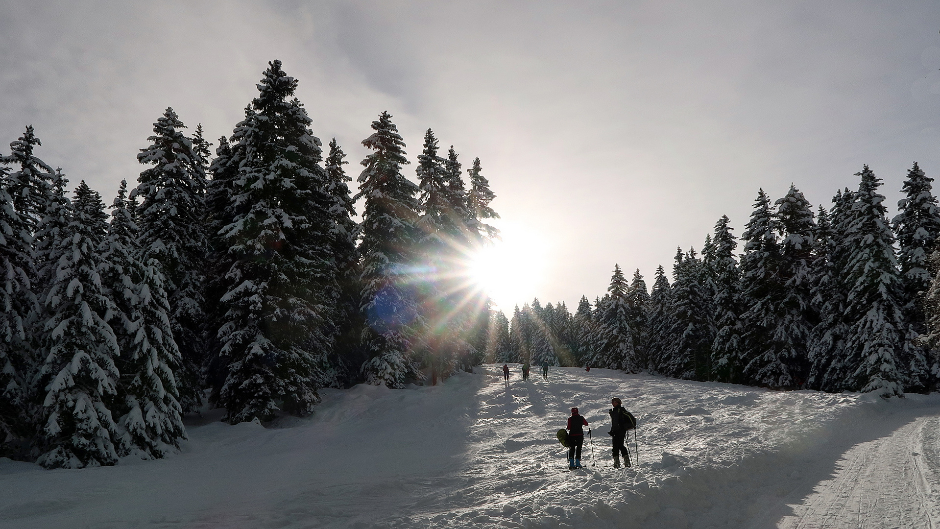 der Sonne entgegen