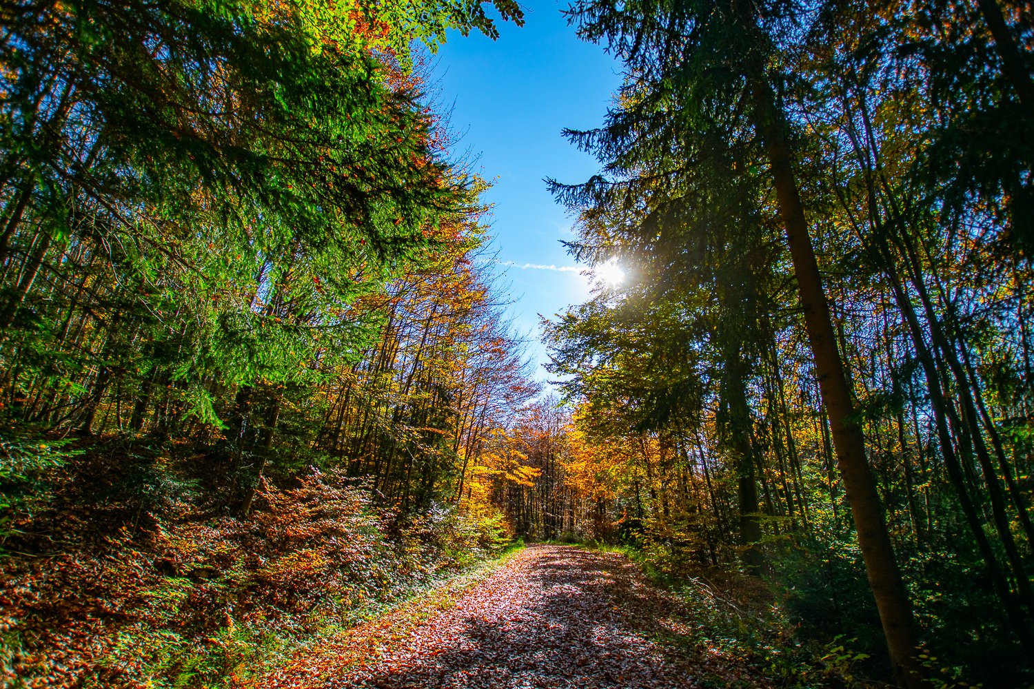 Der Sonne entgegen