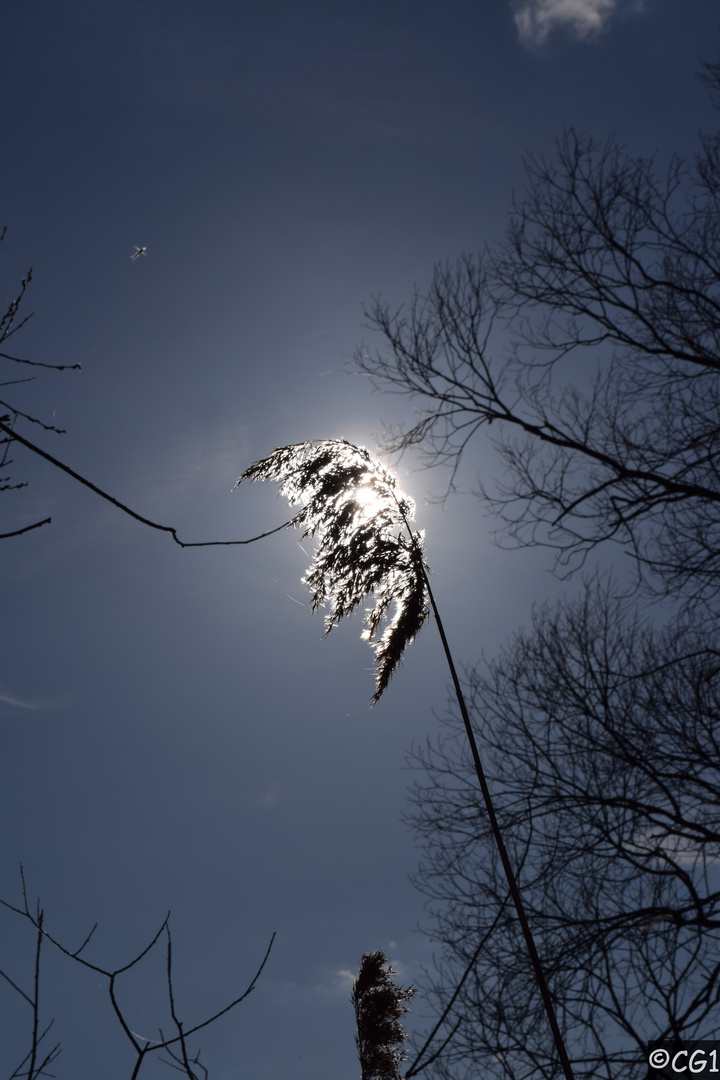 Der Sonne entgegen