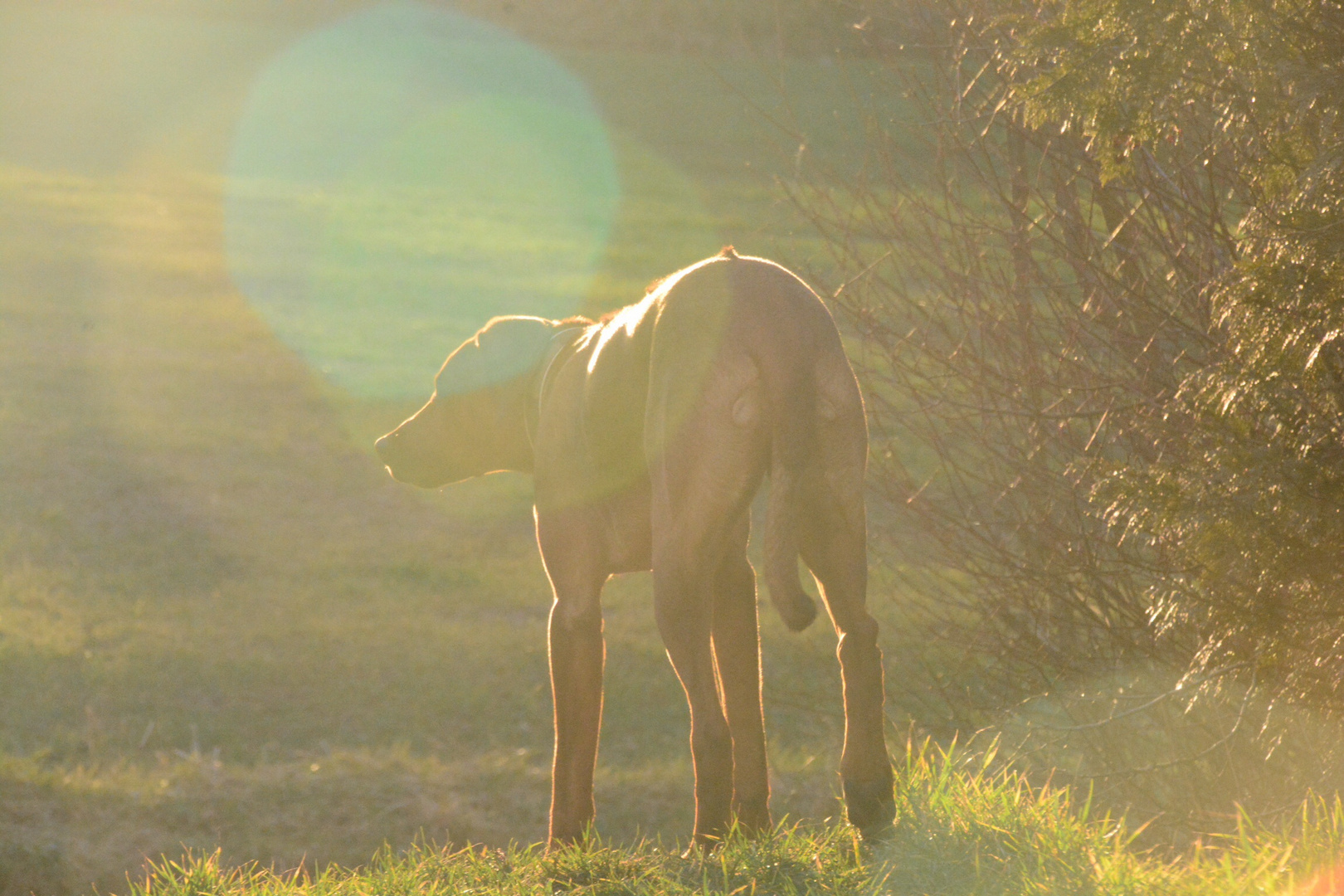 Der Sonne entgegen