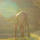 Der Sonne entgegen