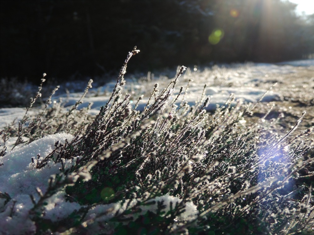 Der Sonne entgegen