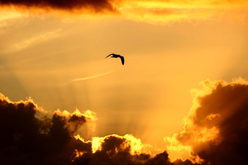 Der Sonne entgegen