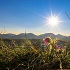 Der Sonne entgegen