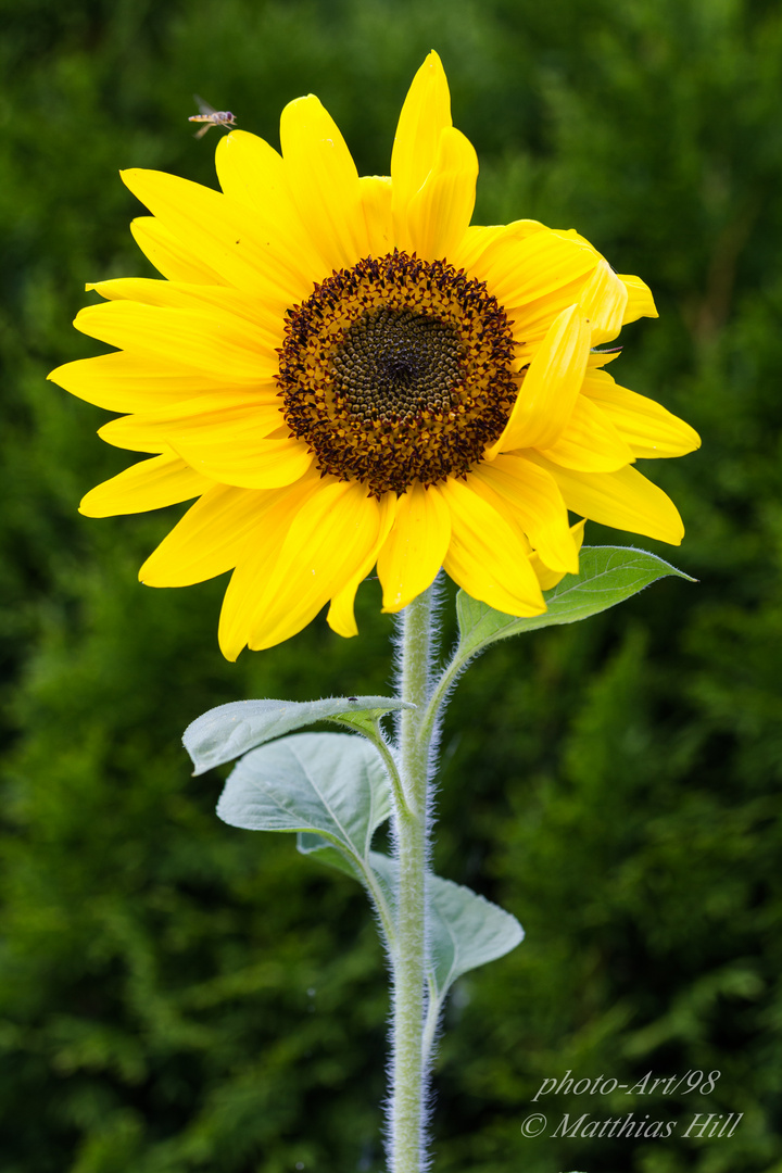 Der Sonne entgegen