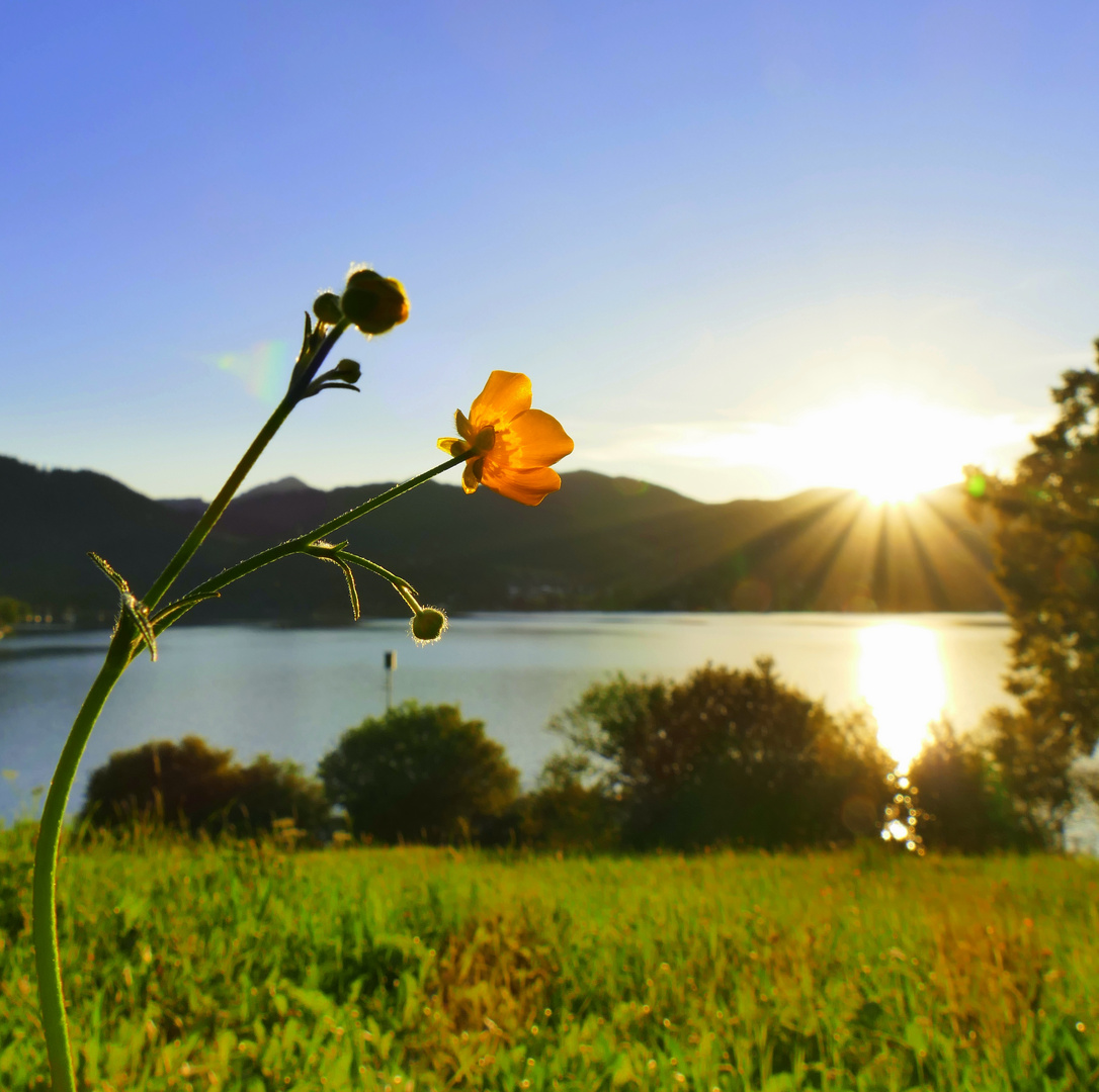 der Sonne entgegen