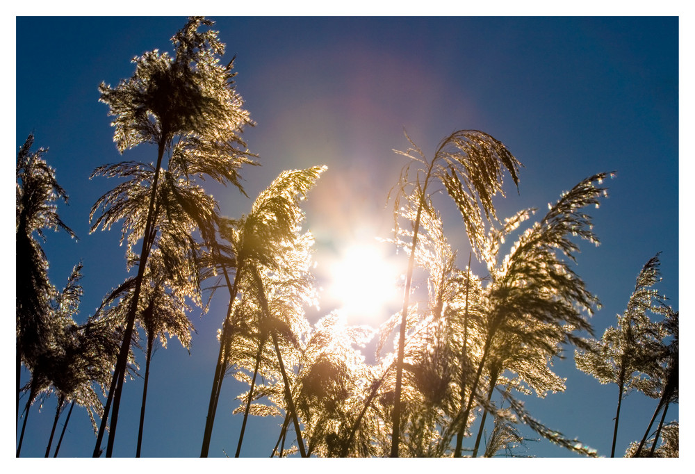 Der Sonne entgegen