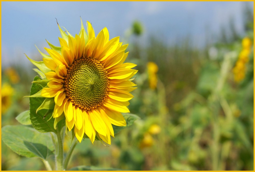 Der Sonne entgegen