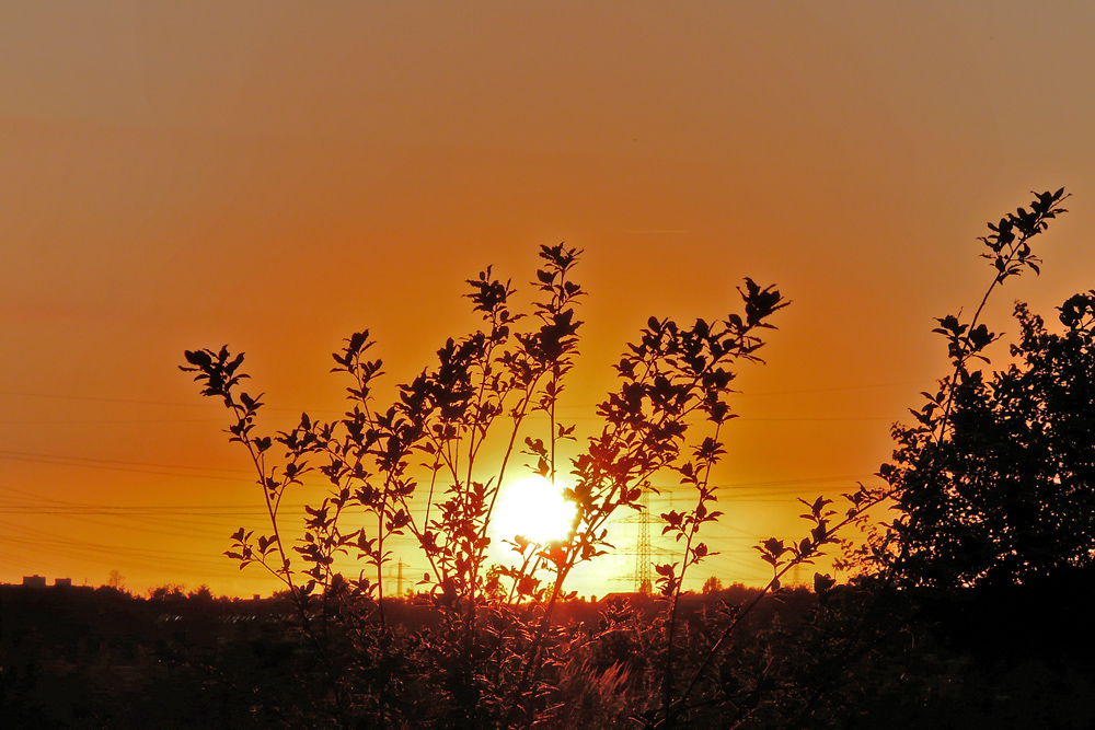 Der Sonne entgegen