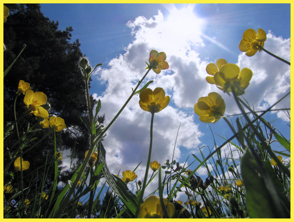 Der Sonne entgegen