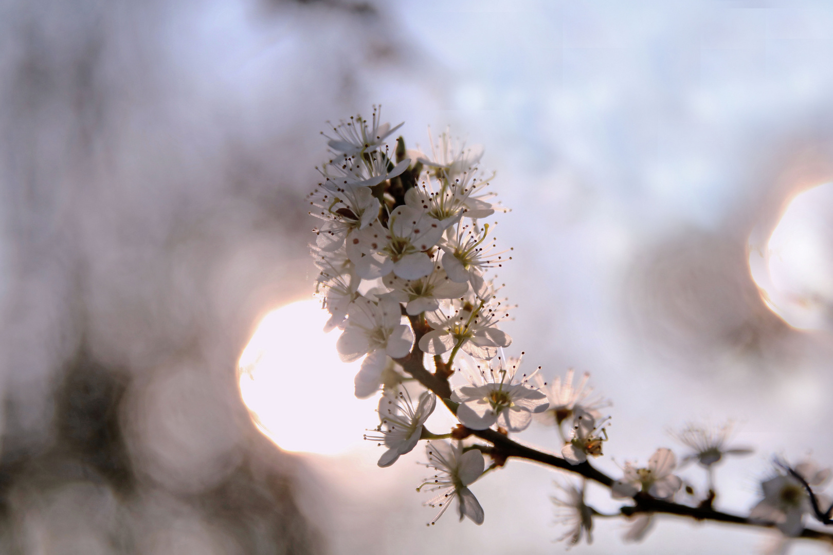 Der Sonne entgegen