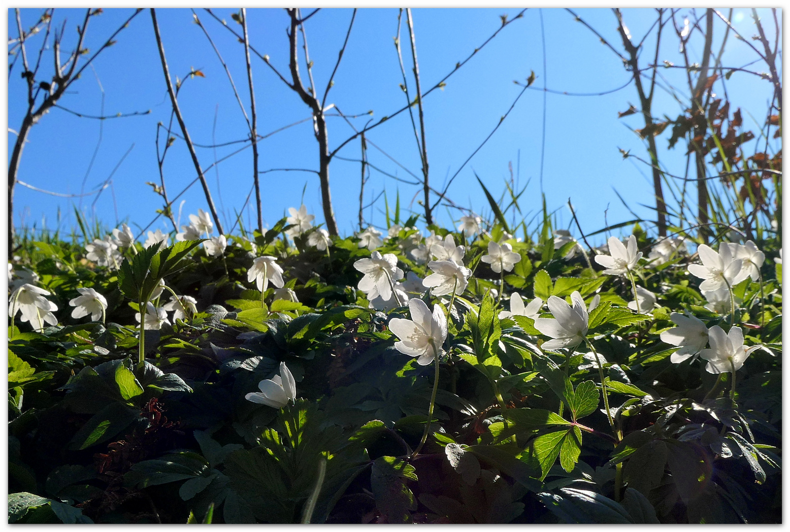 der Sonne entgegen