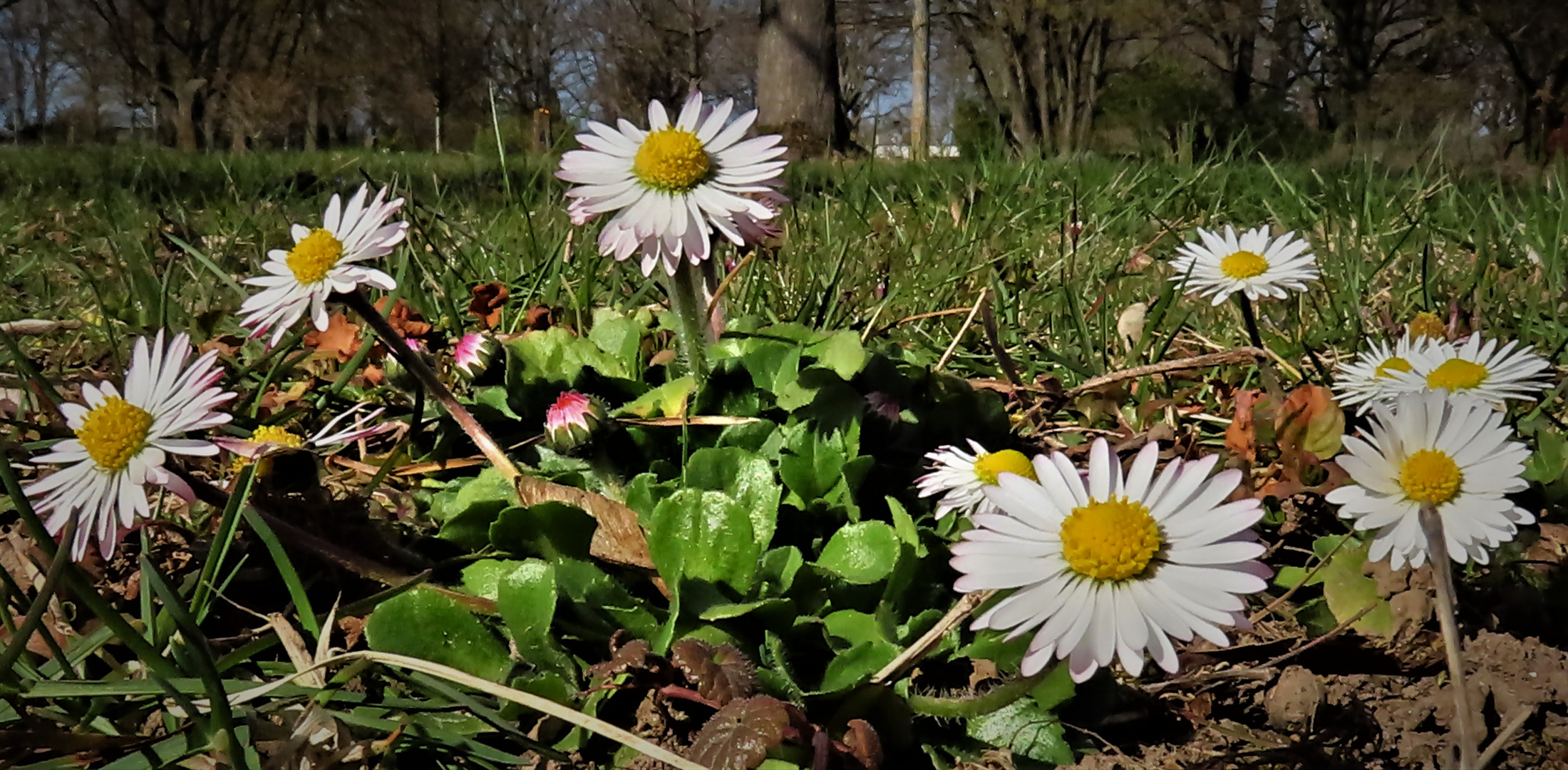 Der Sonne entgegen