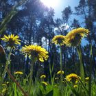 der sonne entgegen