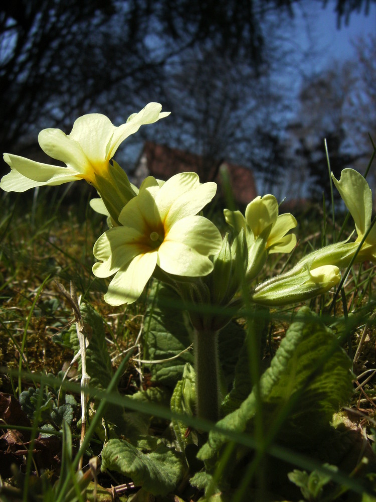 *der Sonne entgegen*