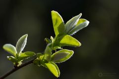 Der Sonne entgegen