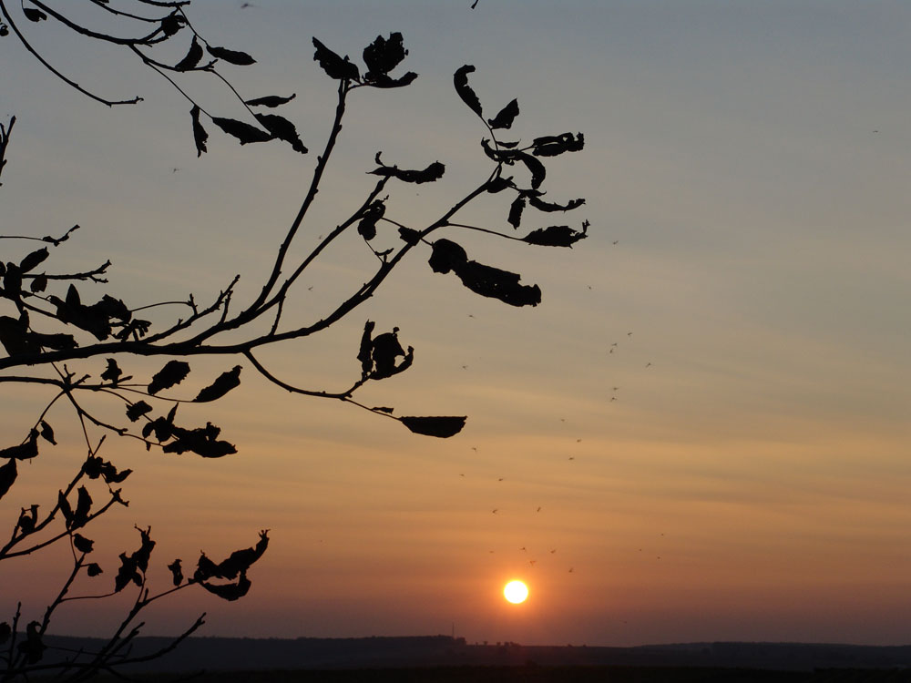 Der Sonne entgegen