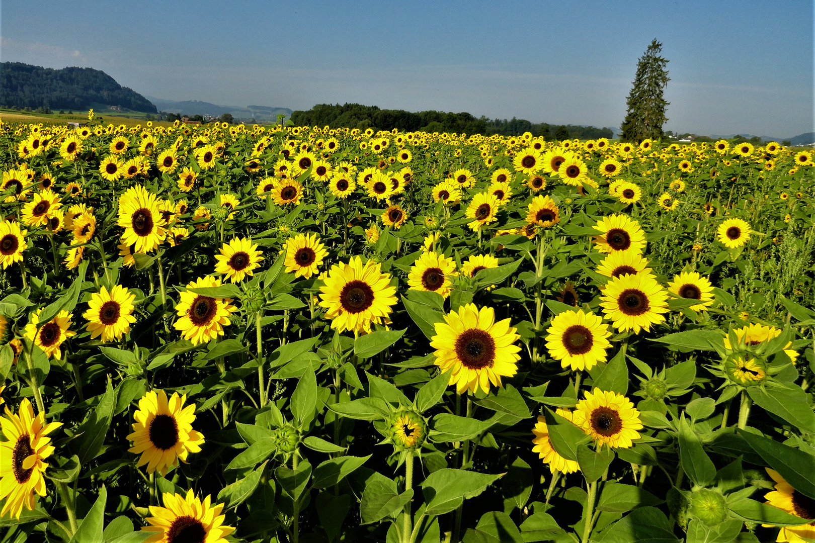 Der Sonne entgegen