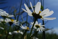 Der Sonne entgegen