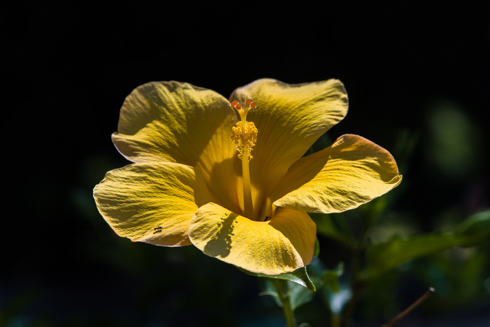 der Sonne entgegen