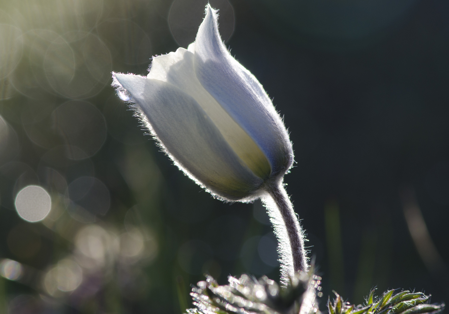 ***Der Sonne entgegen***