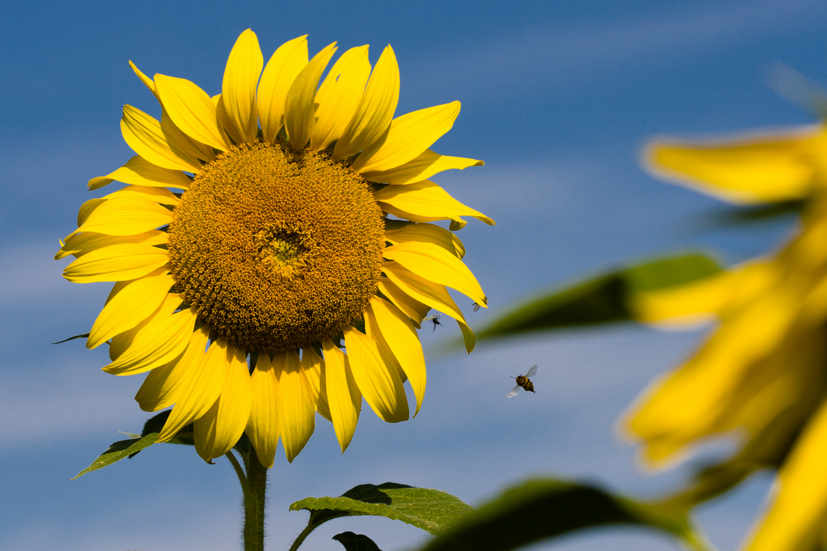 Der Sonne entgegen