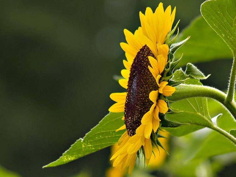 Der Sonne entgegen