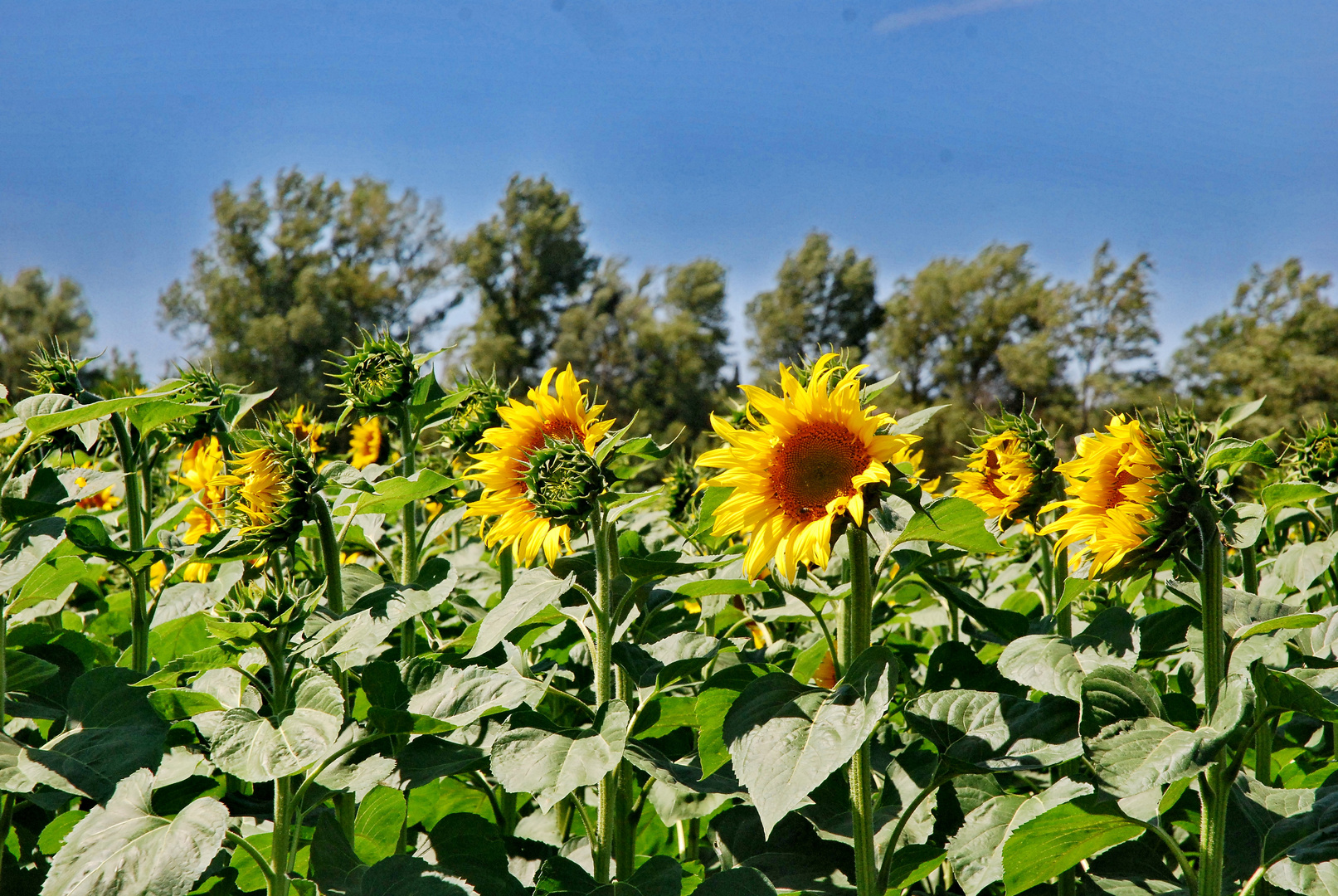 Der Sonne entgegen