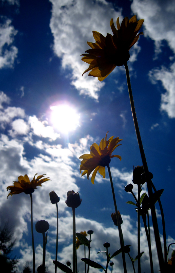 der Sonne entgegen