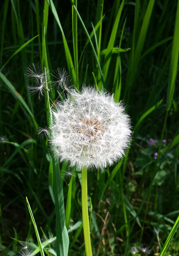 Der Sonne entgegen .... 