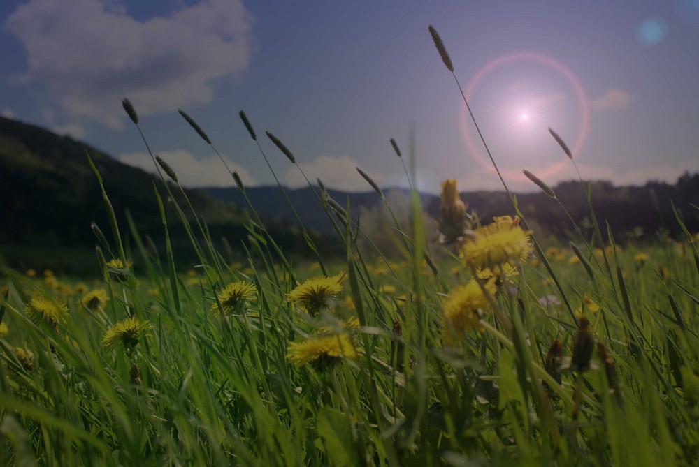 der Sonne entgegen