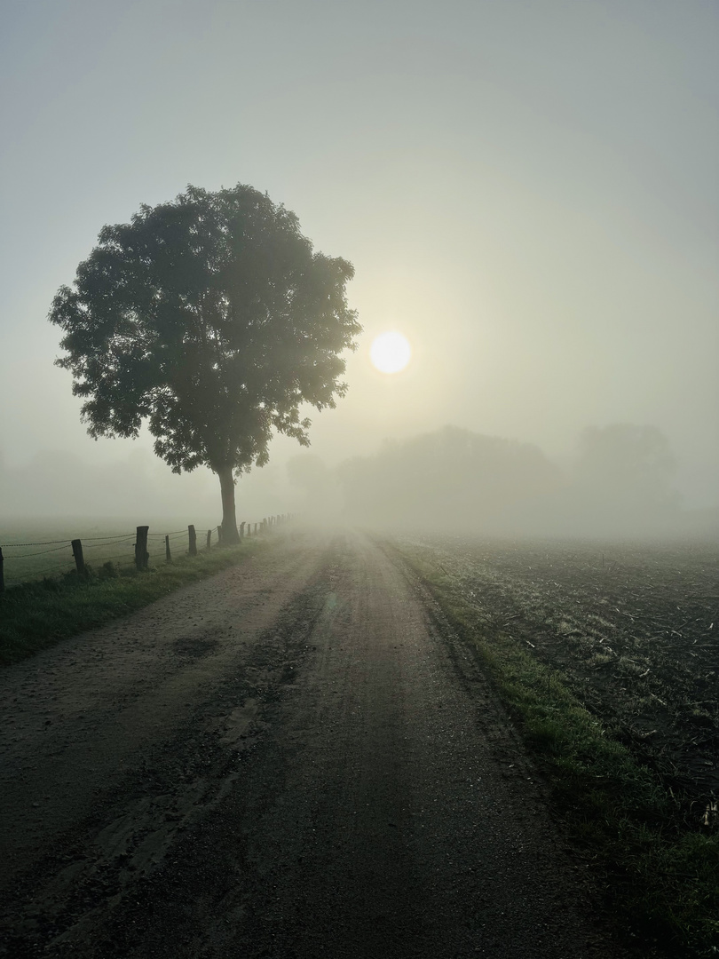 Der Sonne entgegen 