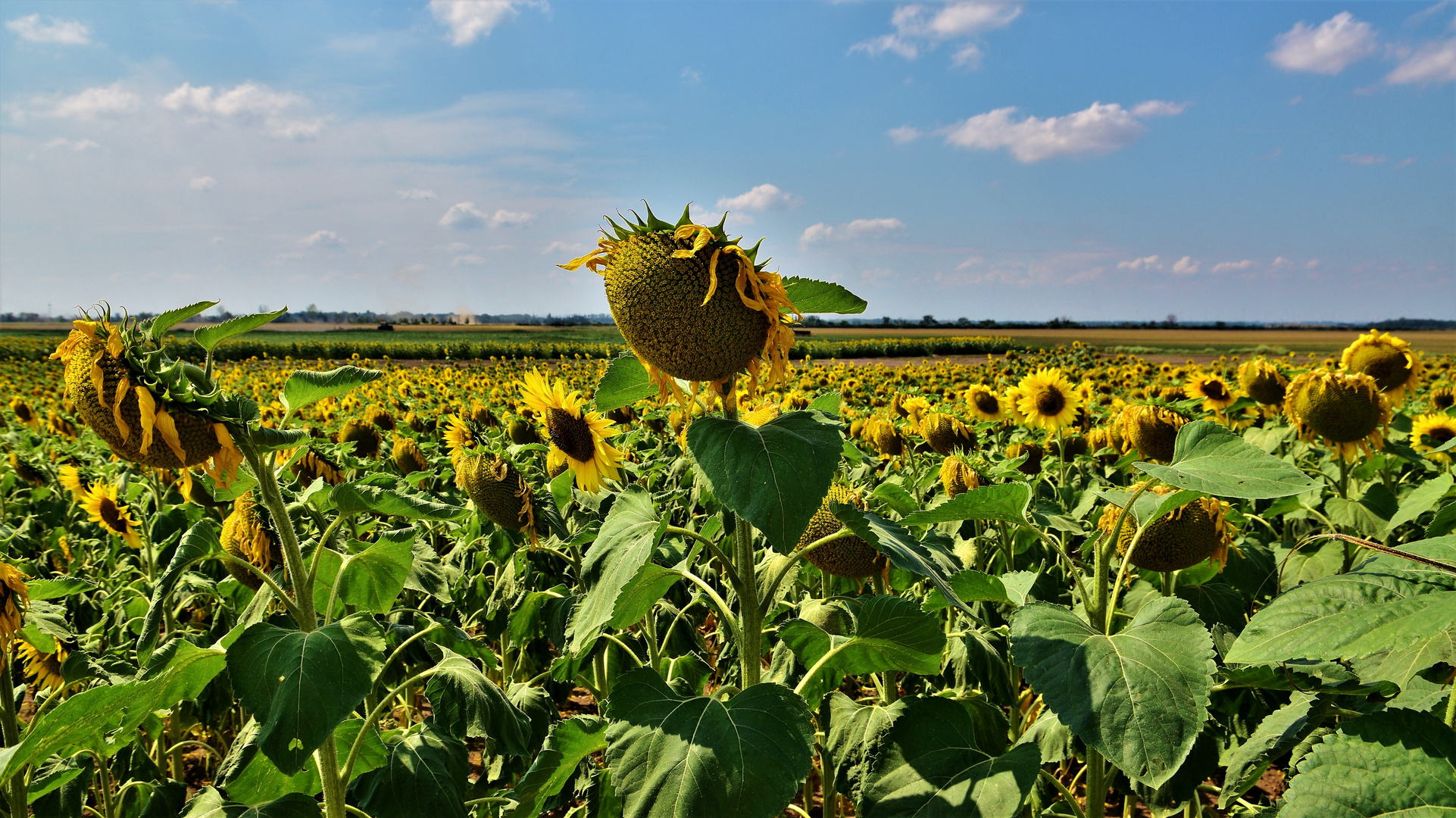 DER SONNE ENTGEGEN...