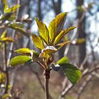 der Sonne entgegen