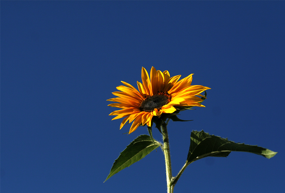 - Der Sonne entgegen -