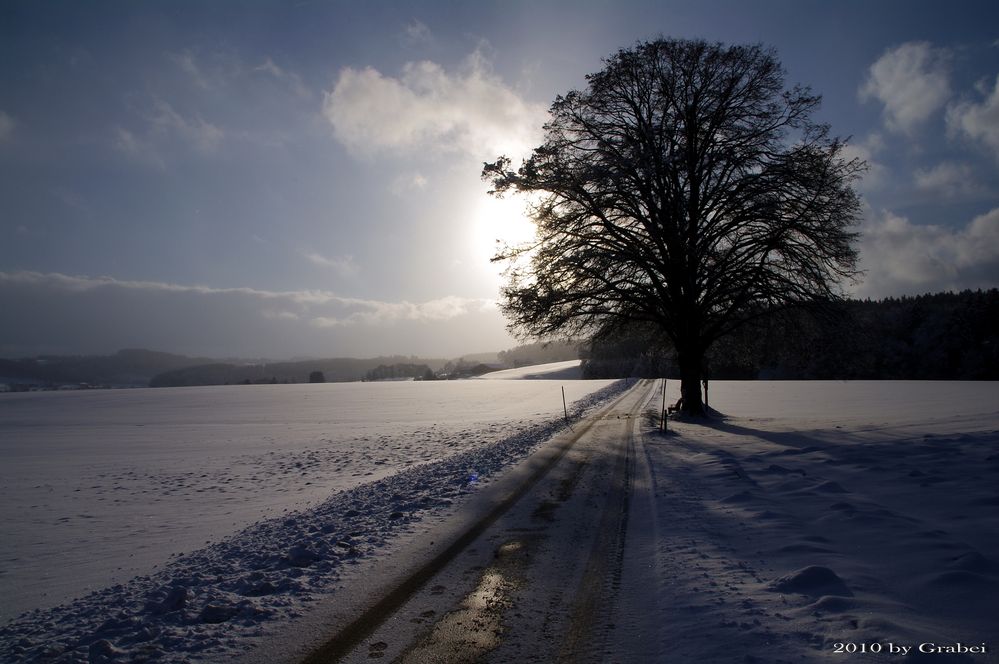 Der Sonne entgegen