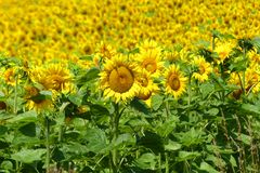 Der Sonne entgegen ...
