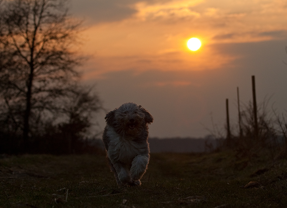 Der Sonne entgegen