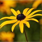 Der Sonne entgegen...