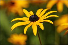 Der Sonne entgegen...