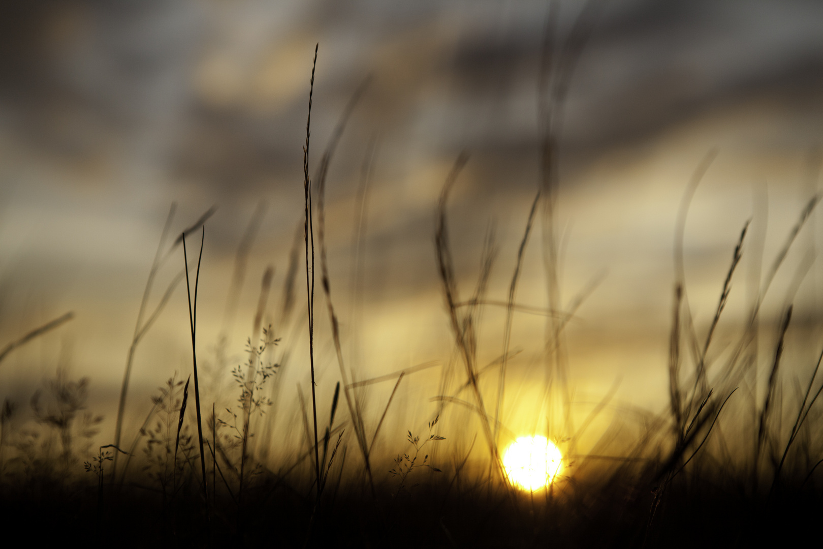 der Sonne entgegen