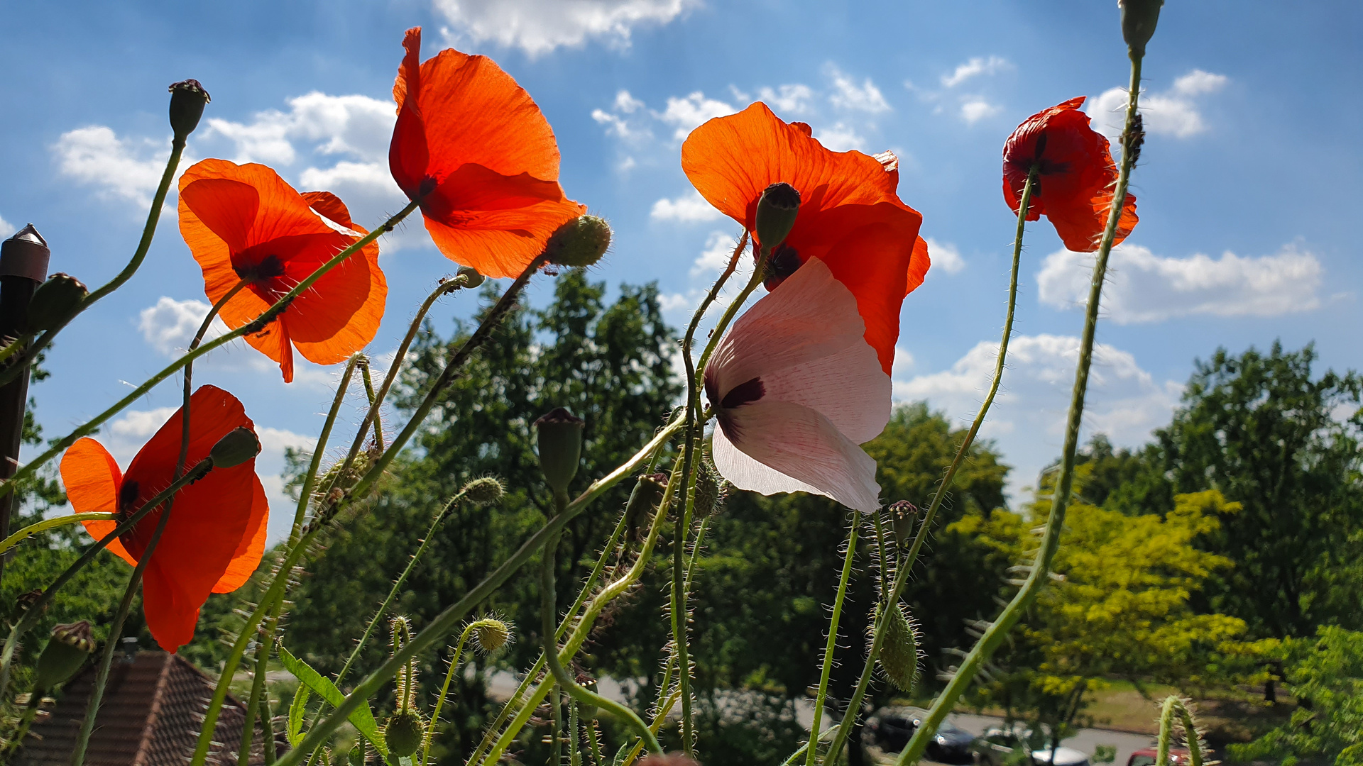 Der Sonne entgegen