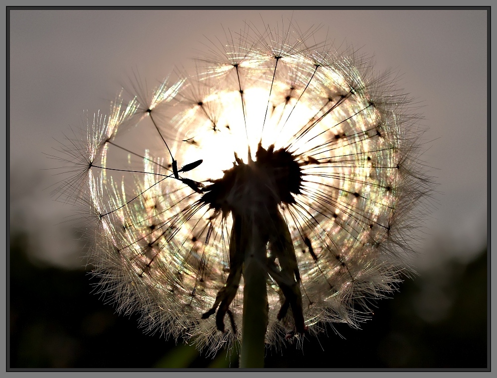 Der Sonne entgegen