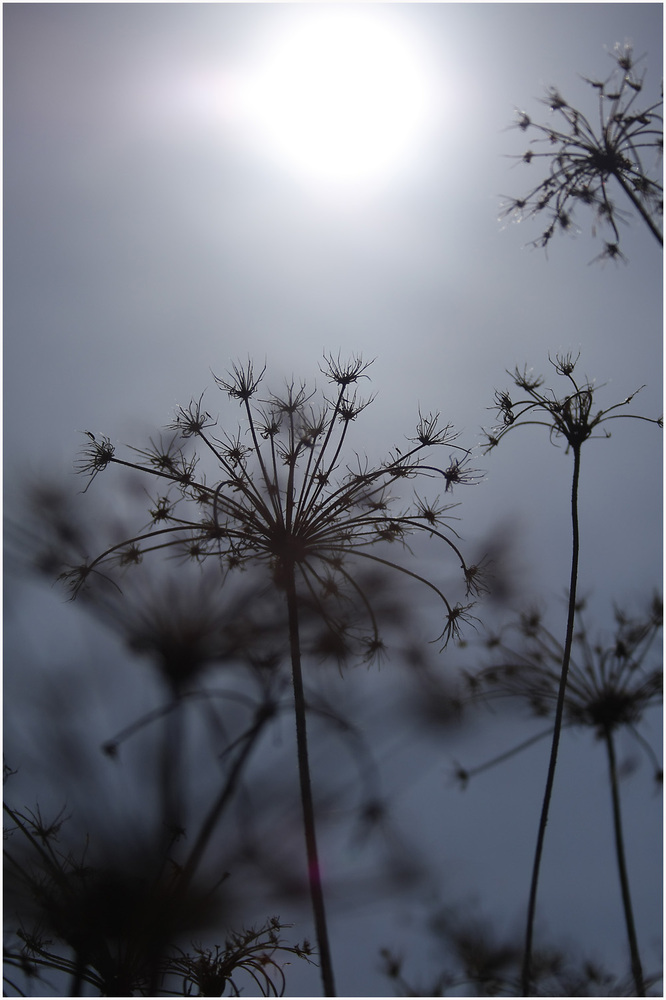 Der Sonne entgegen.