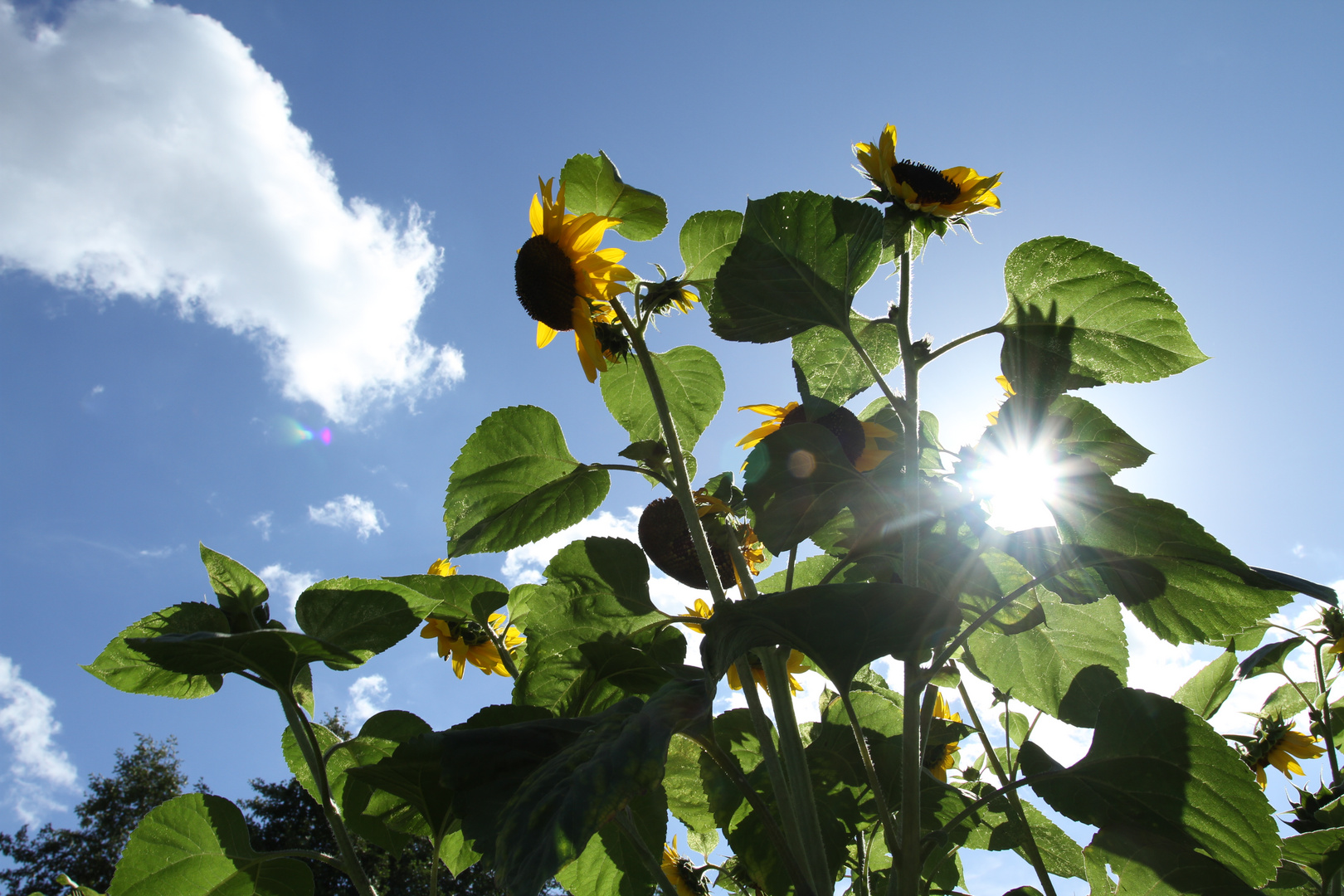 Der Sonne entgegen