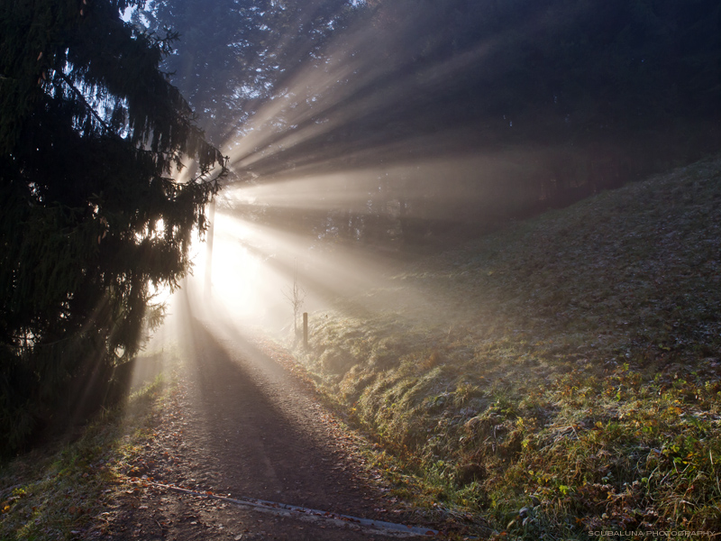 der sonne entgegen