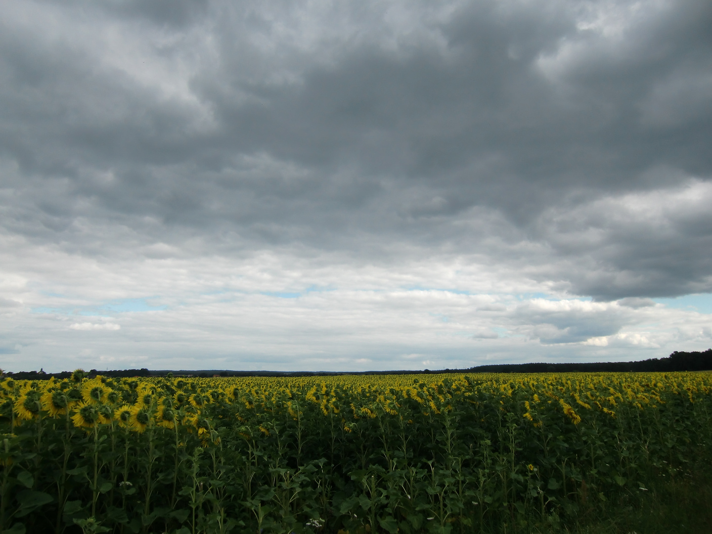 der Sonne entgegen